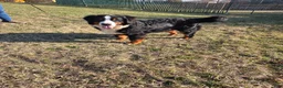 Bernese Mountain Dog dogs for sale: Jaxson - Ad 8