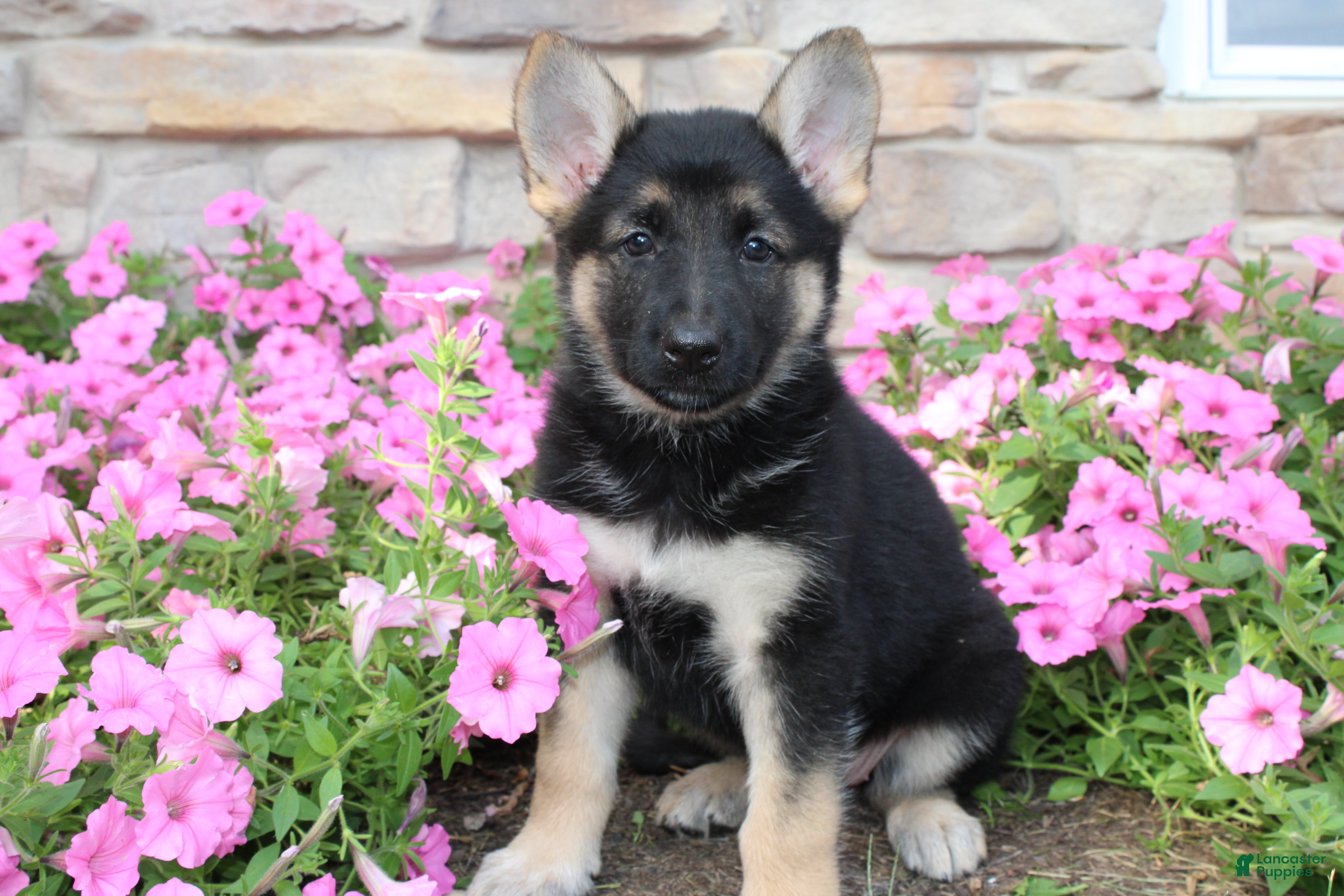German Shepherd dogs Hazel - Ad 2