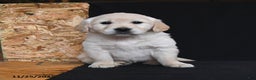Golden Retriever dogs for sale: Reese - Ad 4
