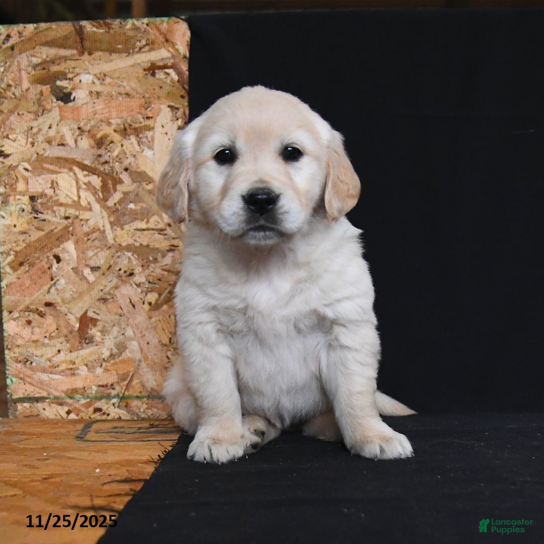Golden Retriever dogs for sale: Reese - Ad 4