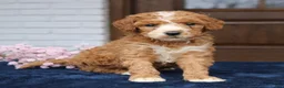 Mini Goldendoodle dogs for sale: Everly  - Ad 2