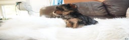 Yorkshire Terrier dogs for sale: Yorkshire Terrier Puppy 1 - Ad 5