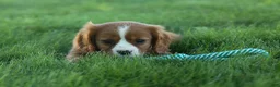 Cavalier King Charles Spaniel dogs for sale: Frankie 🐶 - Ad 3