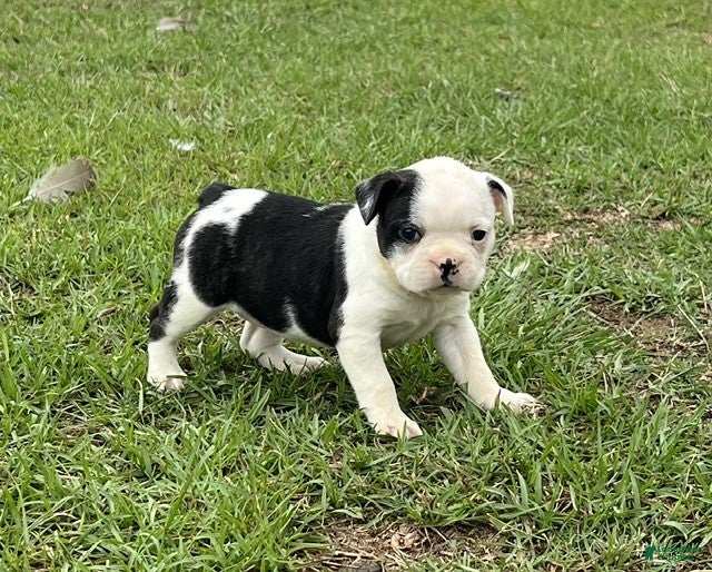Frenchton dogs Frenchton Puppy 3 - Ad 2