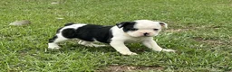 Frenchton dogs for sale: Frenchton Puppy 3 - Ad 2