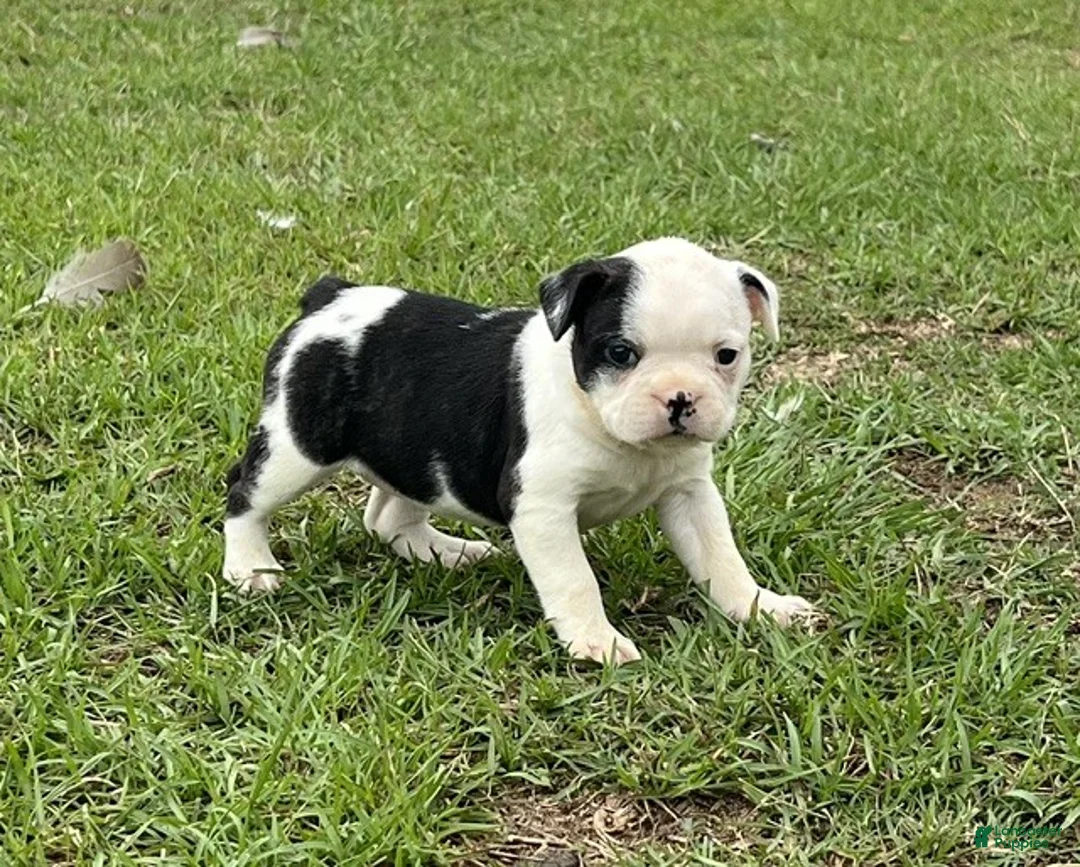 Frenchton dogs for sale: Frenchton Puppy 3 - Ad 2