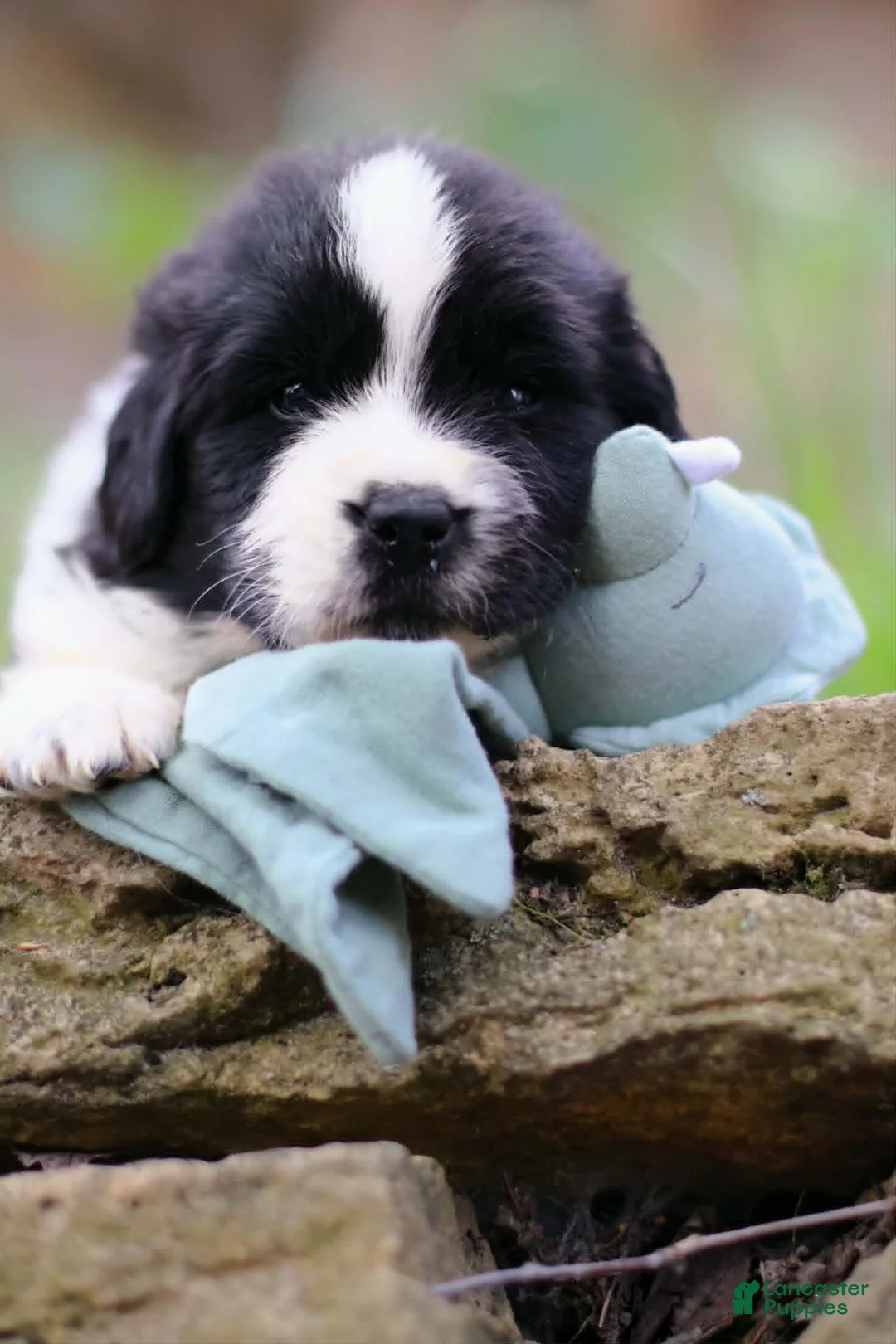 Newfoundland dogs for sale: Mario - Ad 1