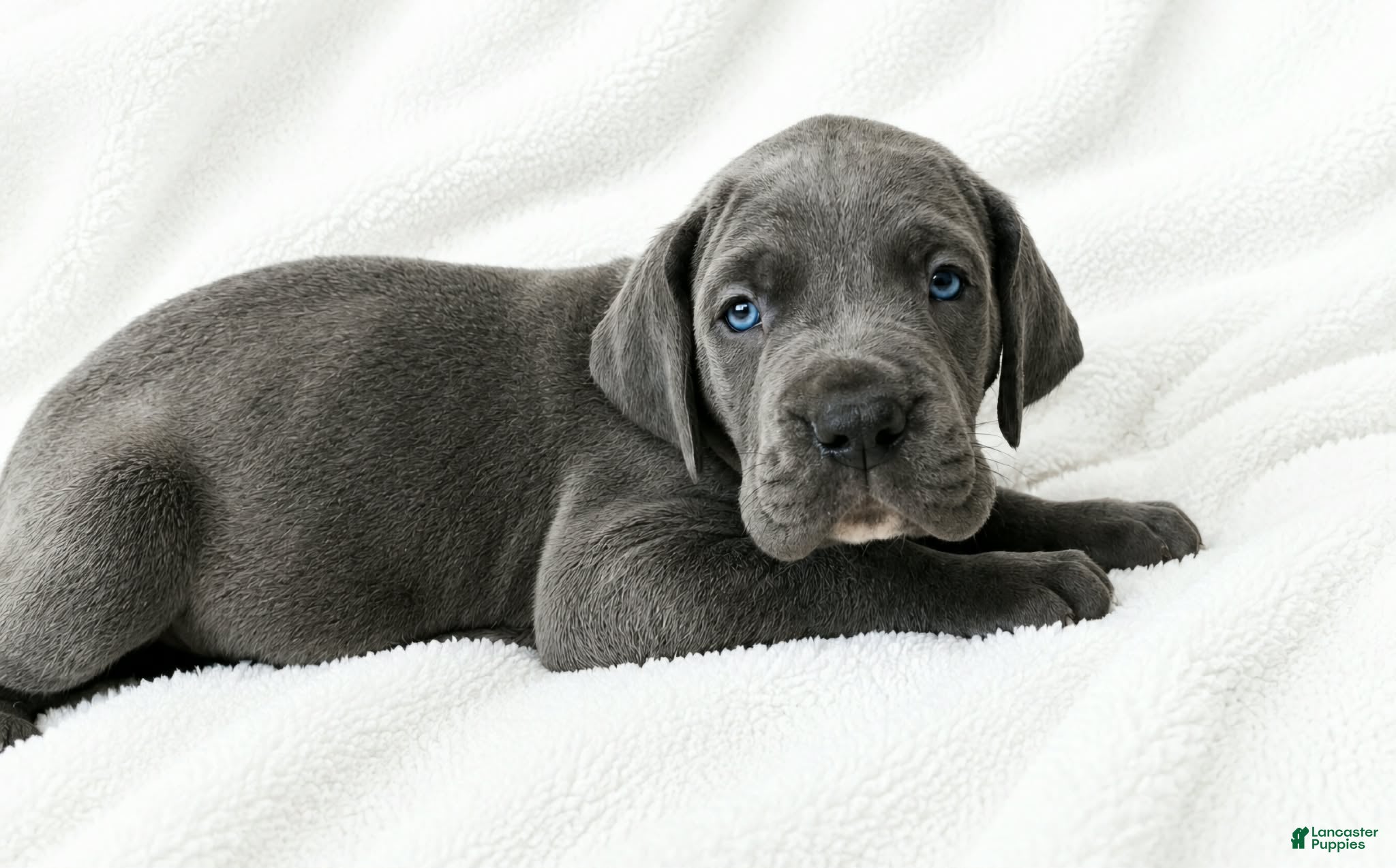 Great Dane dogs Carver  - Ad 16