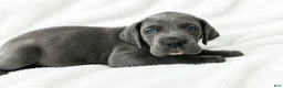Great Dane dogs for sale: Carver  - Ad 1