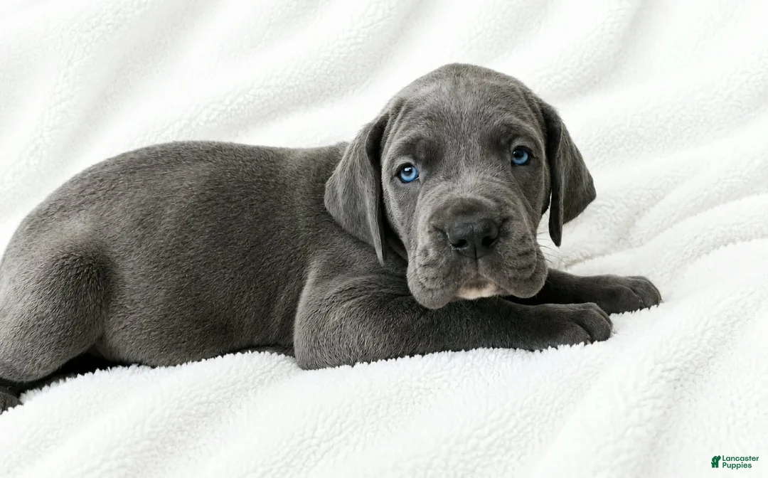 Great Dane dogs for sale: Carver  - Ad 1