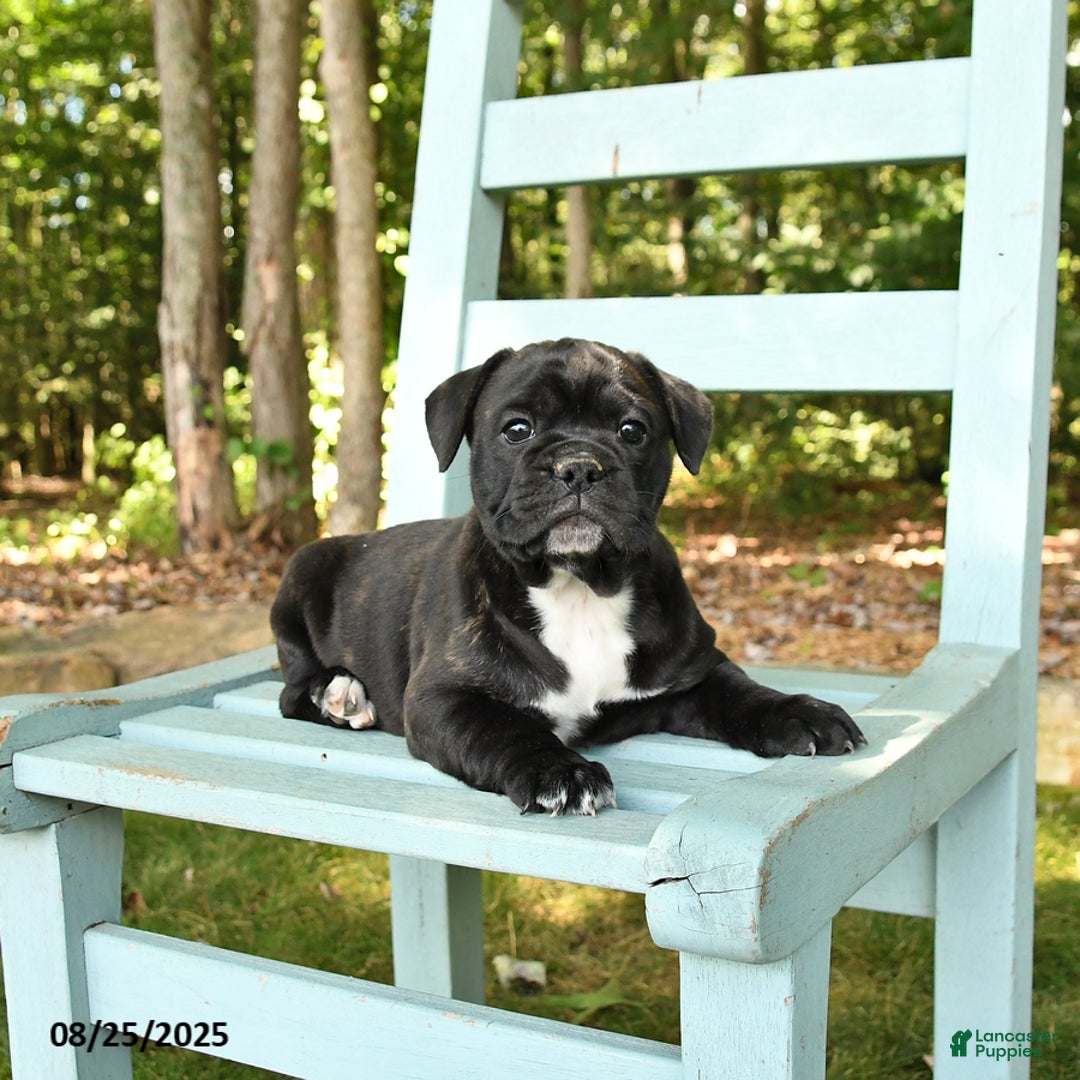 Mixed Breed dogs for sale: Rylee - Ad 2