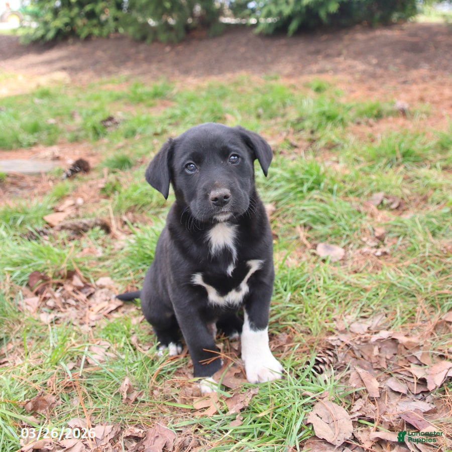 Mixed Breed dogs Markie - Ad 1