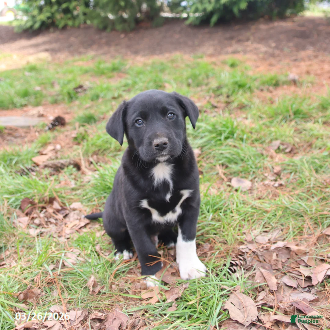 Mixed Breed dogs for sale: Markie - Ad 1