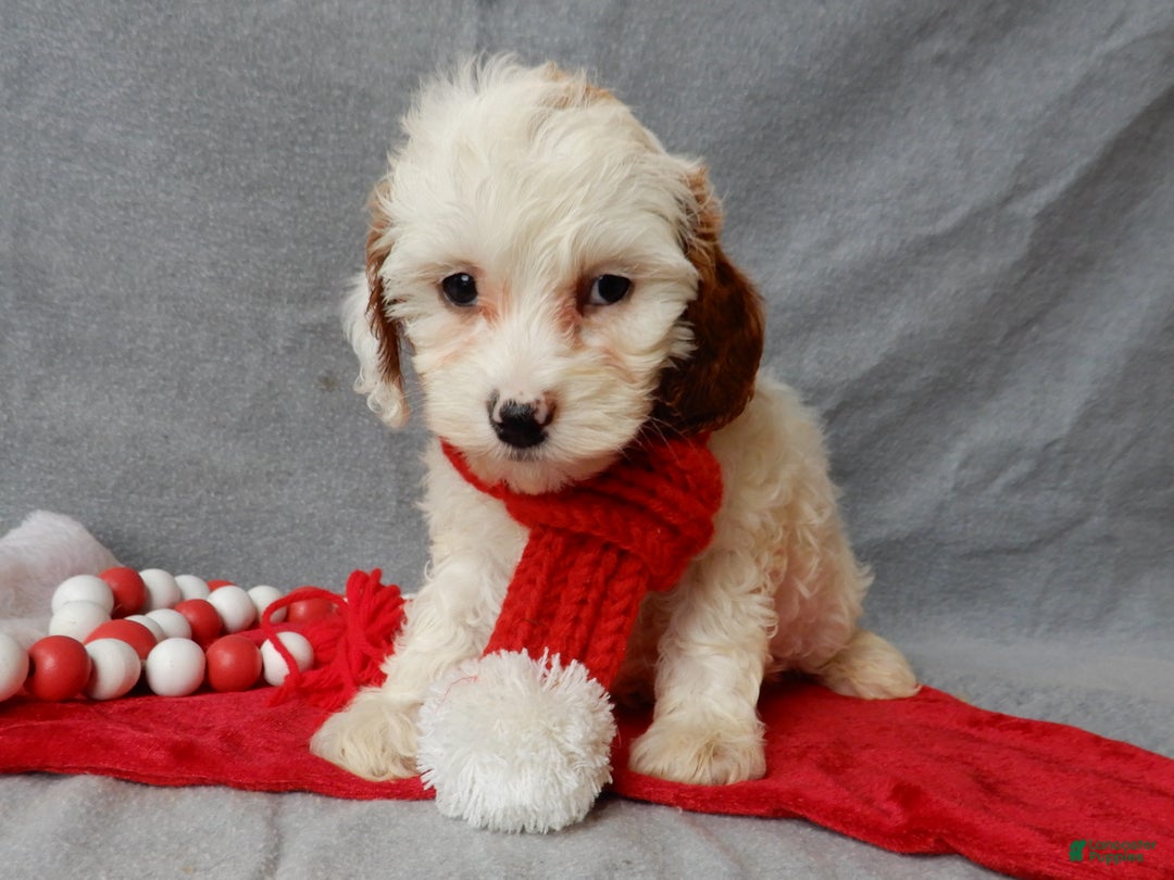 Cavapoo dogs for sale: Snowball - Ad 6
