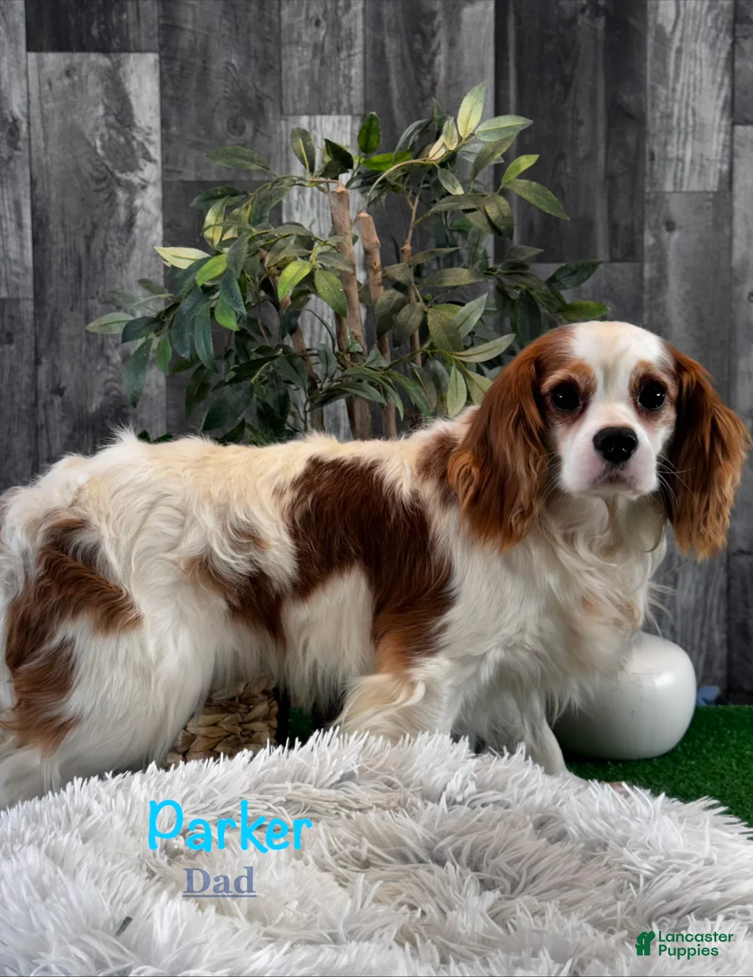 Cavalier King Charles Spaniel dogs for sale: Echo  - Ad 6