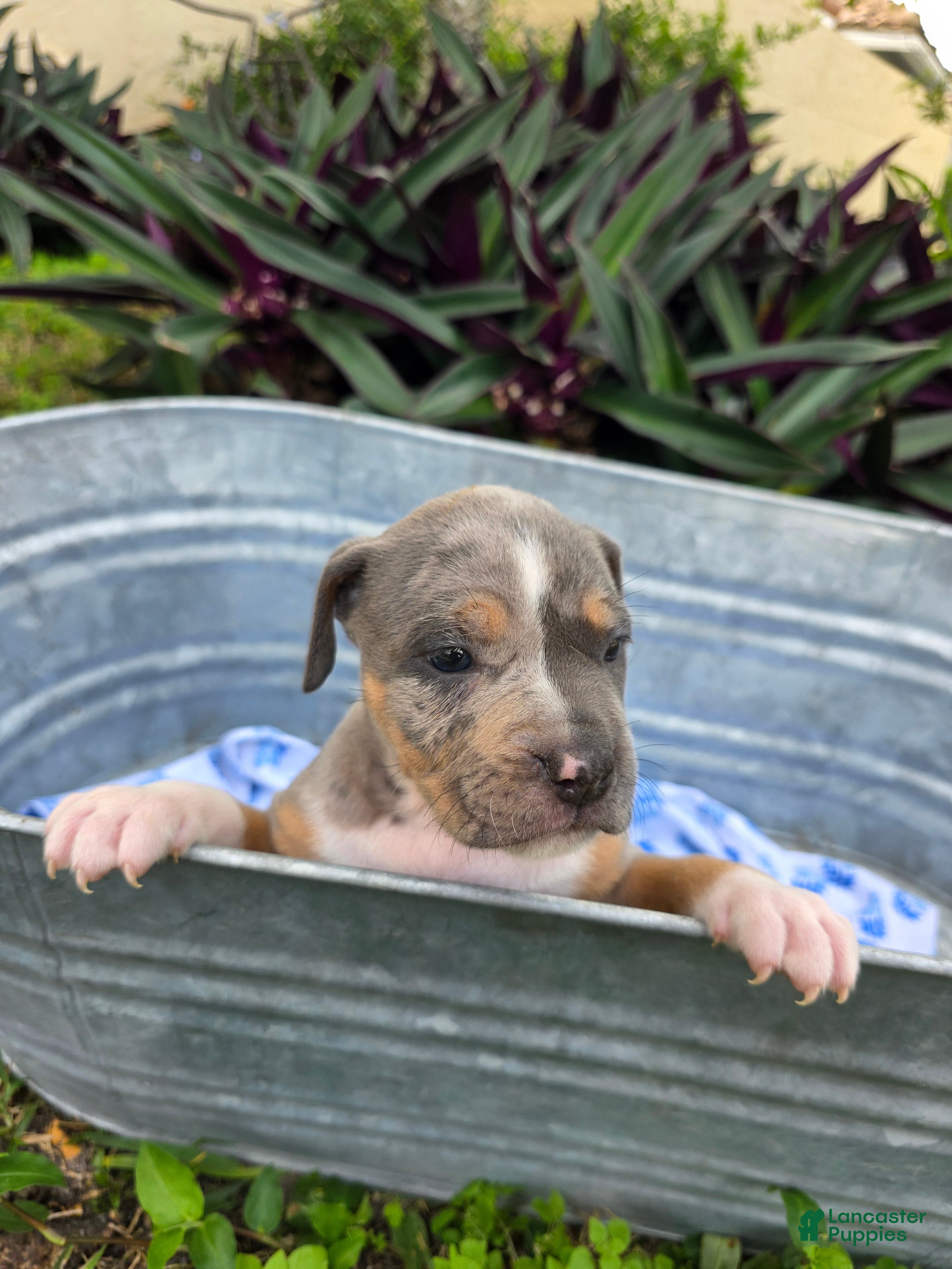 American Bully dogs American Bully Puppy 9 - Ad 15