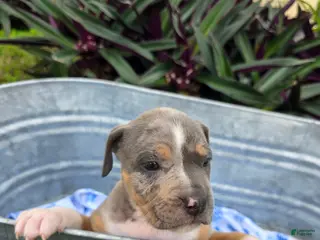 American Bully dogs American Bully Puppy 9 - Ad 15