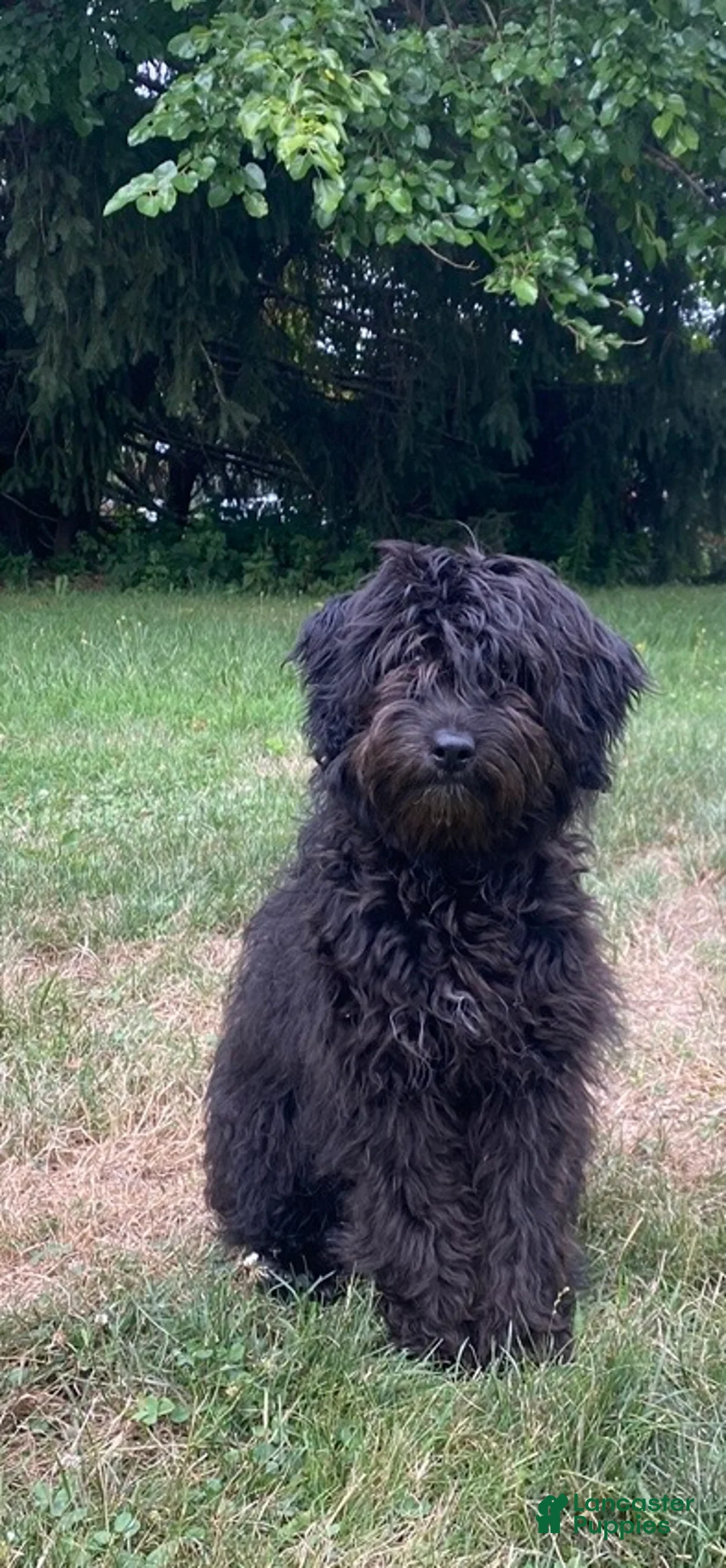 Mixed Breed dogs for sale: Ashton - Ad 5