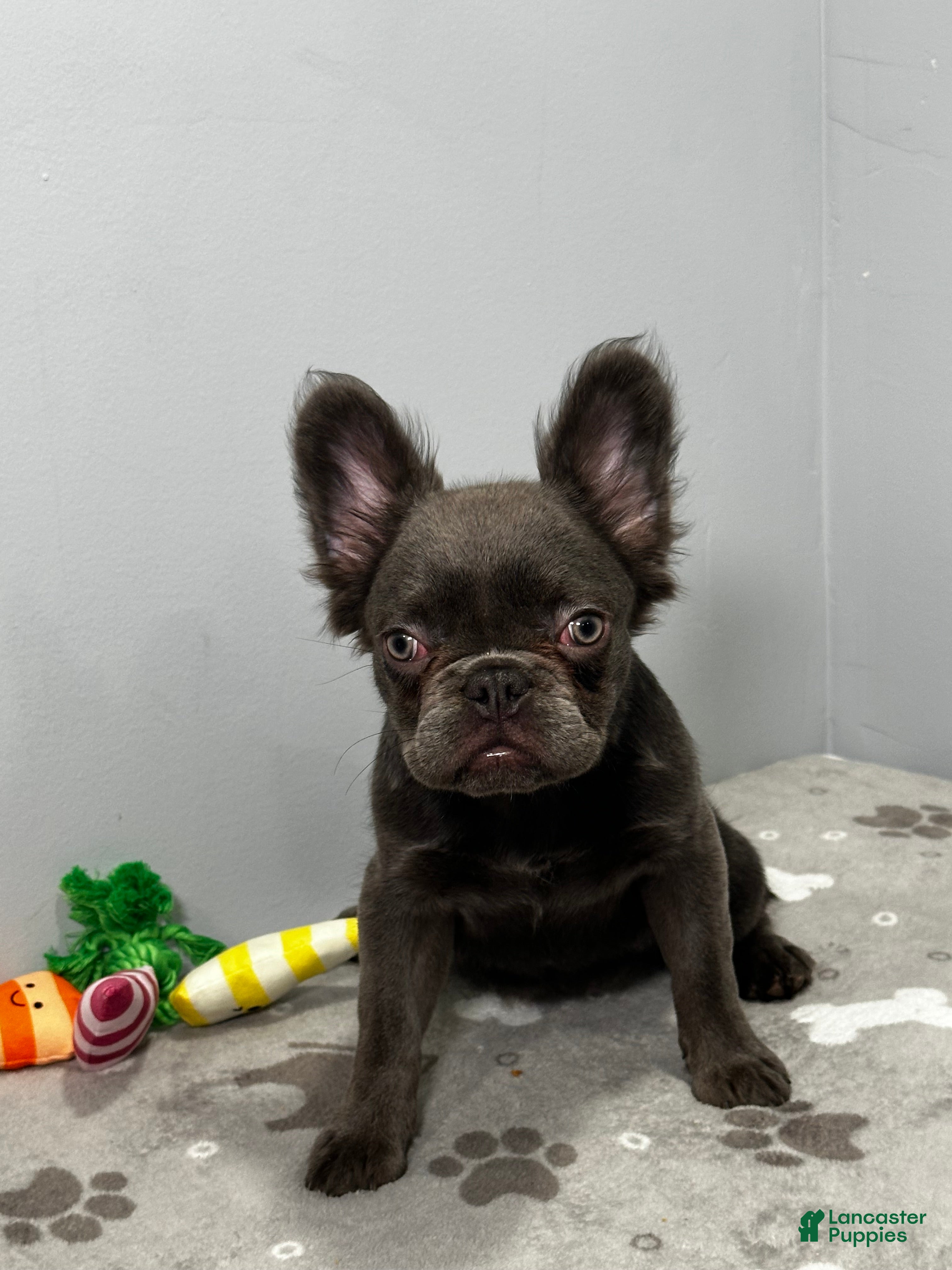 French Bulldog dogs Molly - Ad 1