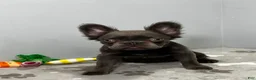 French Bulldog dogs for sale: Molly - Ad 1
