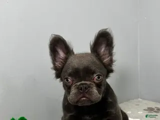 French Bulldog dogs for sale: Molly - Ad 1