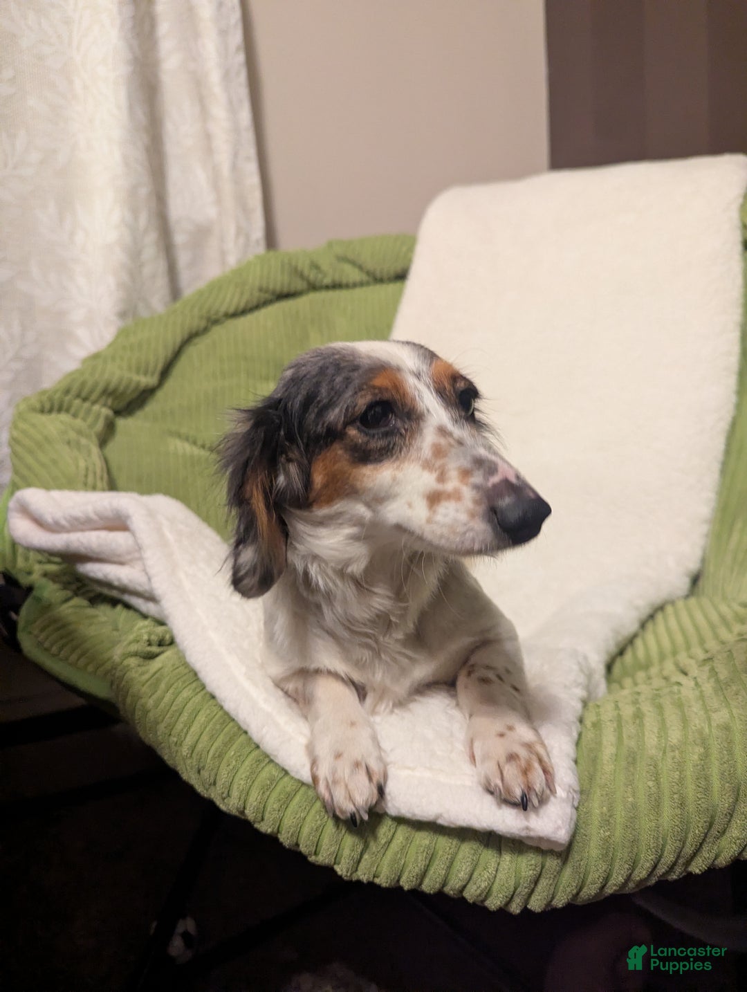 Dachshund dogs for sale: Sophie - Ad 7