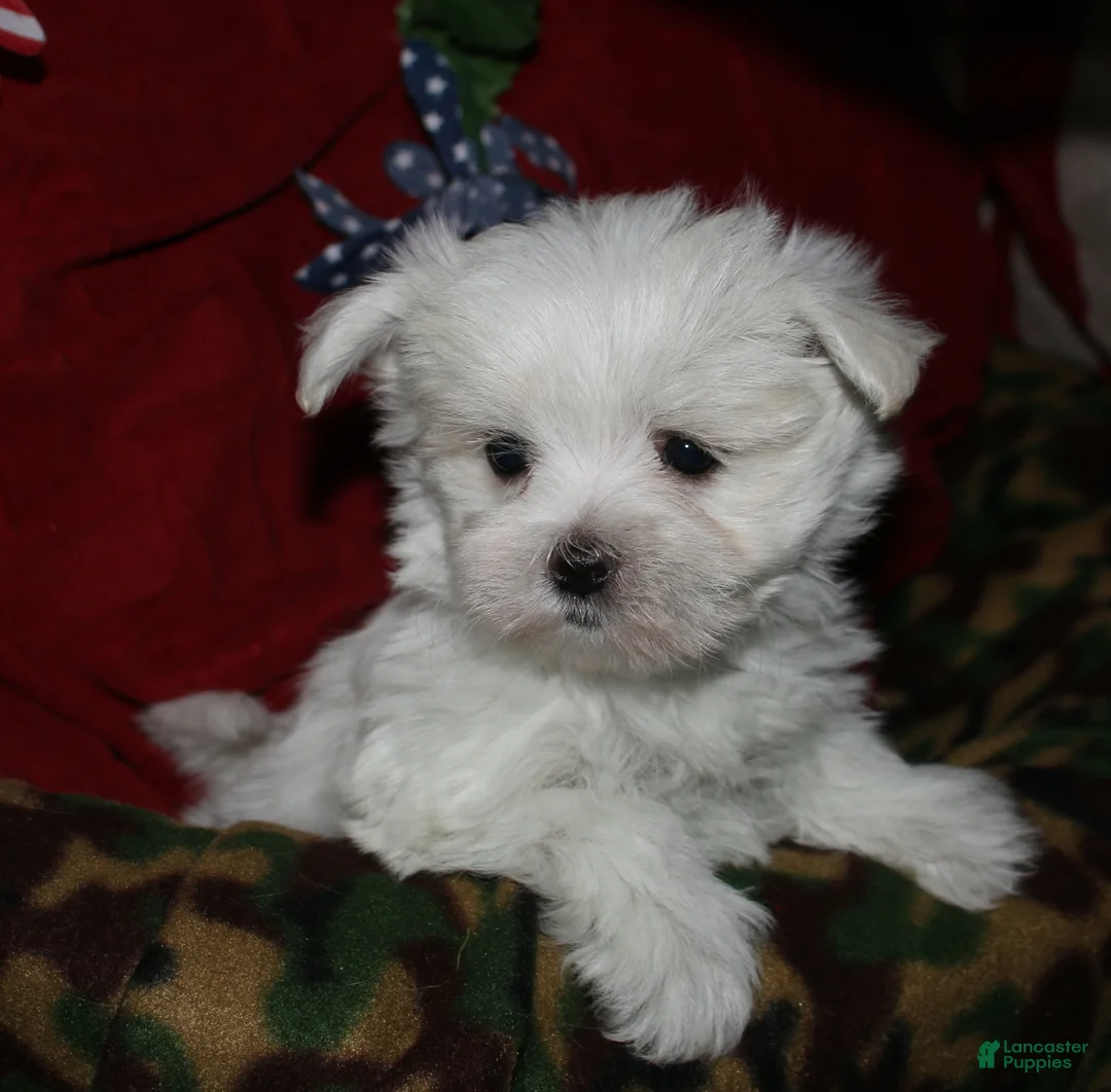 Maltese dogs for sale: Chester - Ad 10