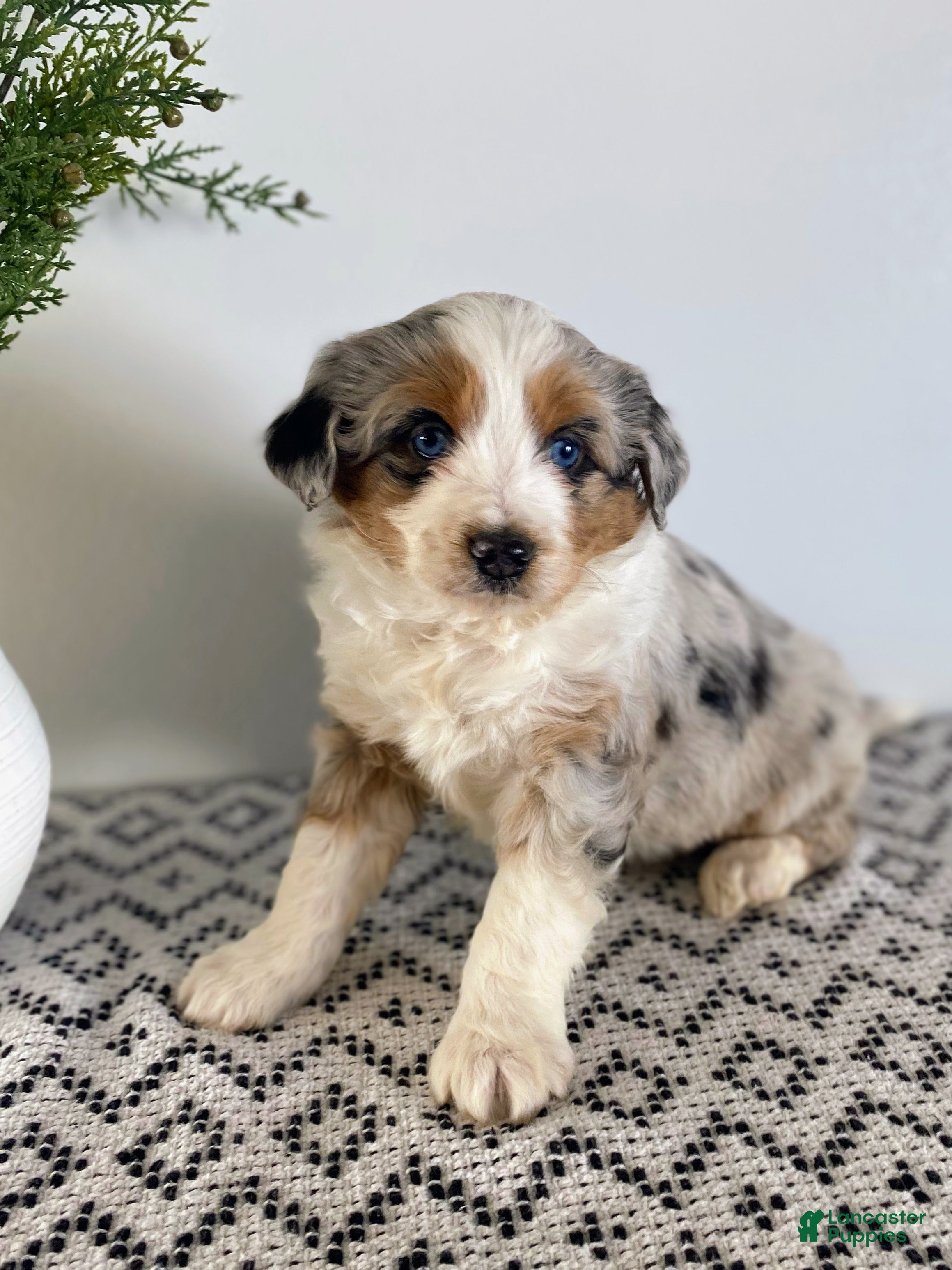 Mini Aussiedoodle dogs Kimber - Ad 13