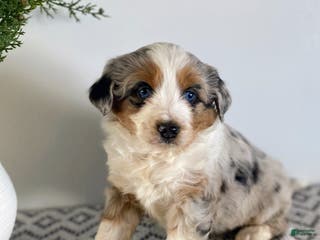 Mini Aussiedoodle dogs Kimber - Ad 13