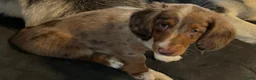 Miniature Dachshund dogs for sale: Miniature Dachshund Puppy 1 - Ad 5
