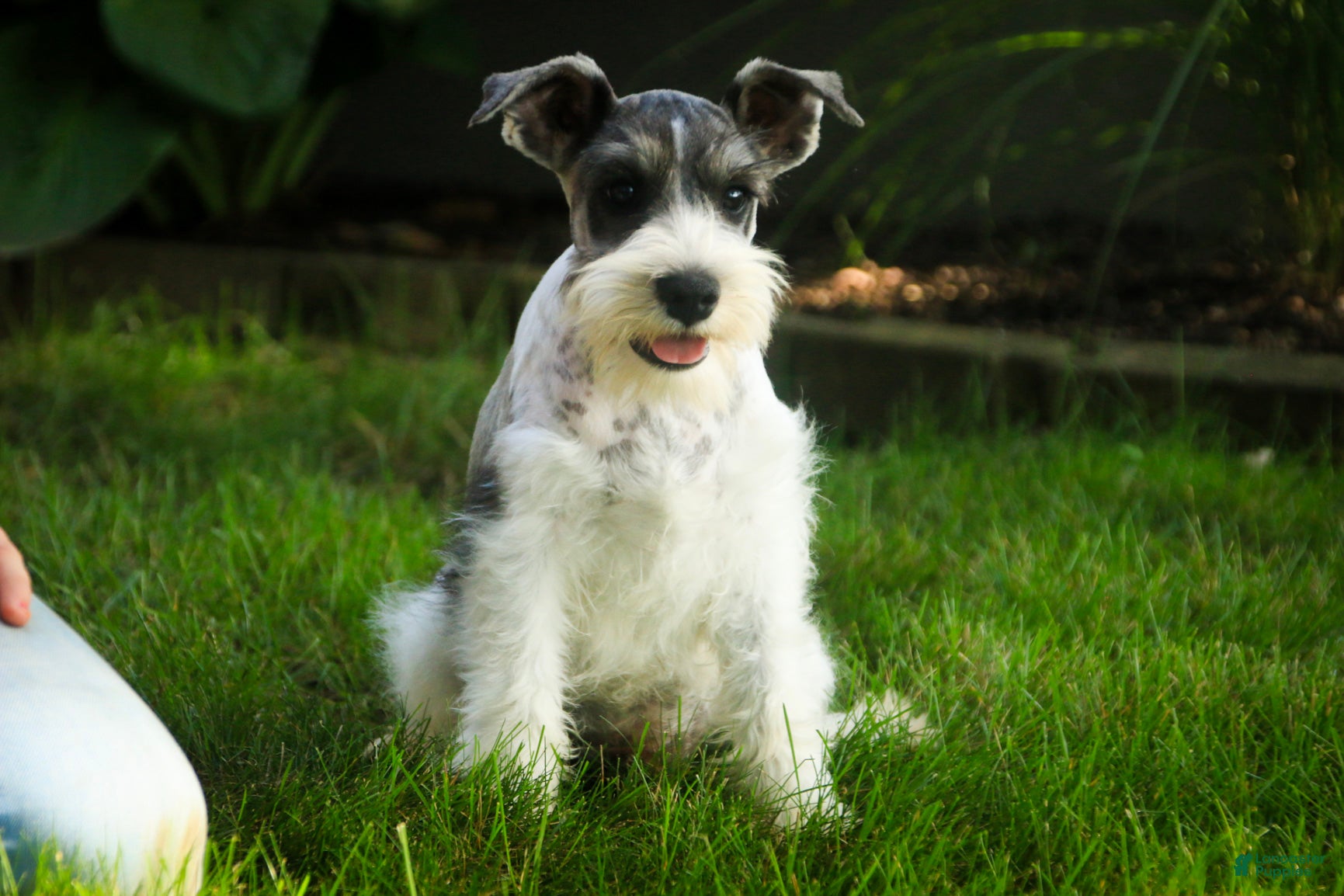 Miniature Schnauzer dogs Quinn Miniature Schnauzer  - Ad 1