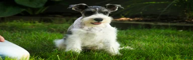 Quinn Miniature Schnauzer 