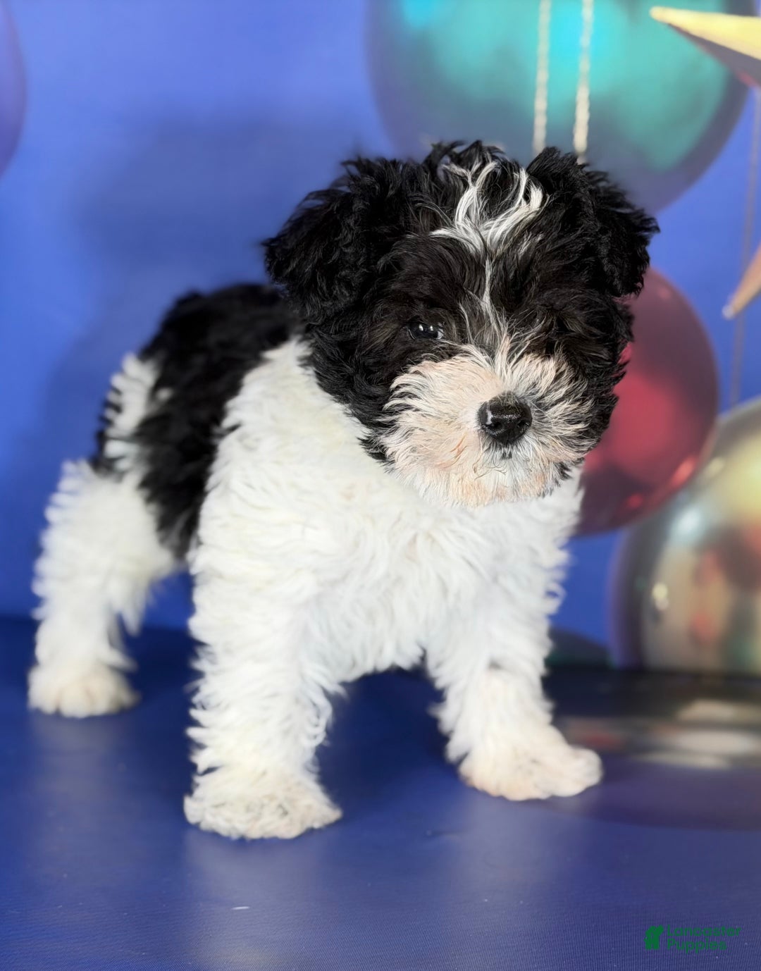 Mixed Breed dogs for sale: Panda - Ad 1