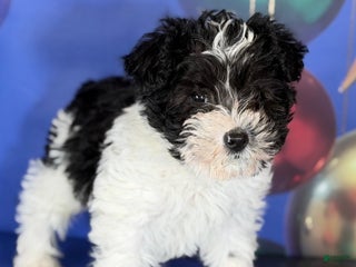 Mixed Breed dogs Panda - Ad 15