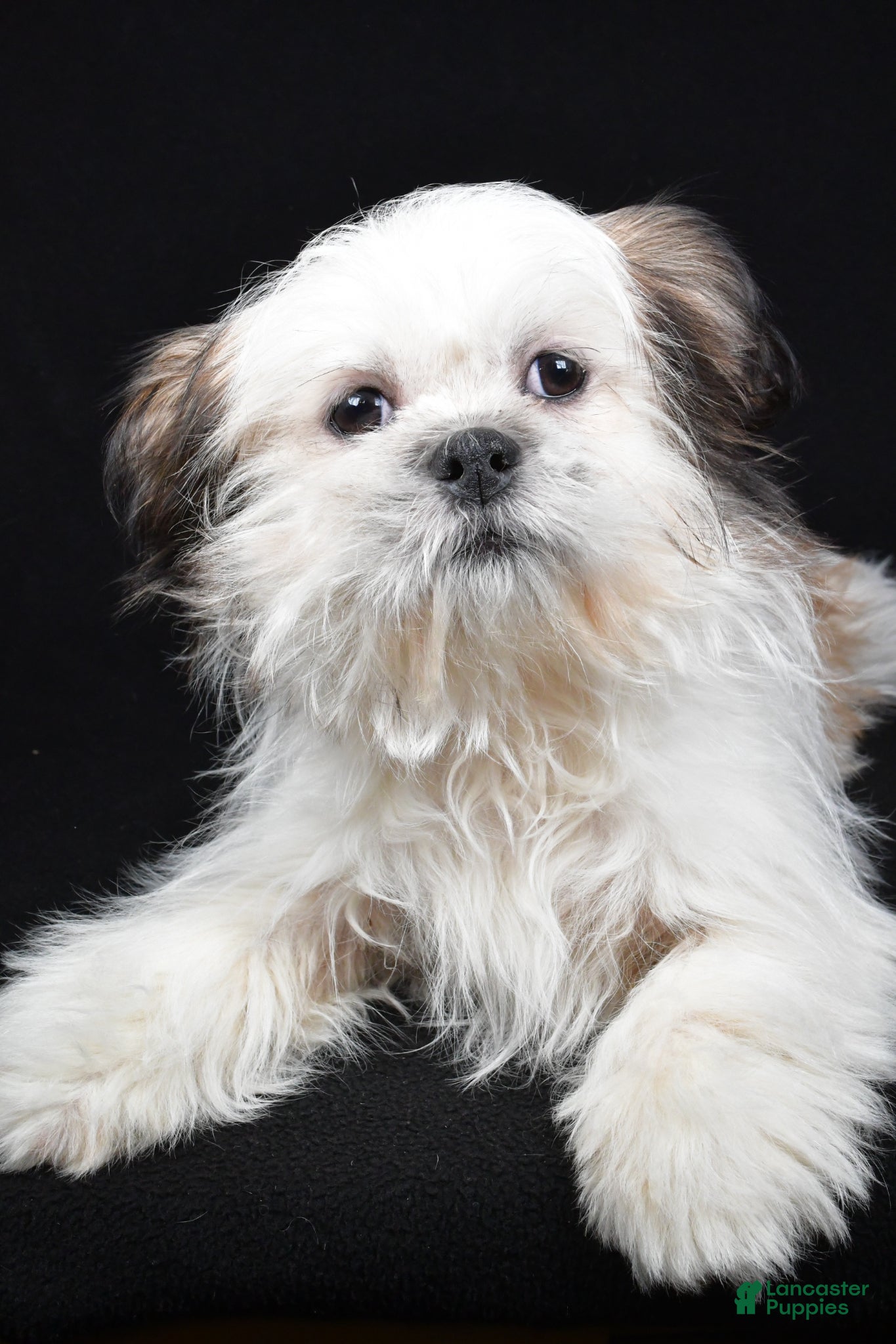 Shih Tzu dogs Skipper - Ad 1