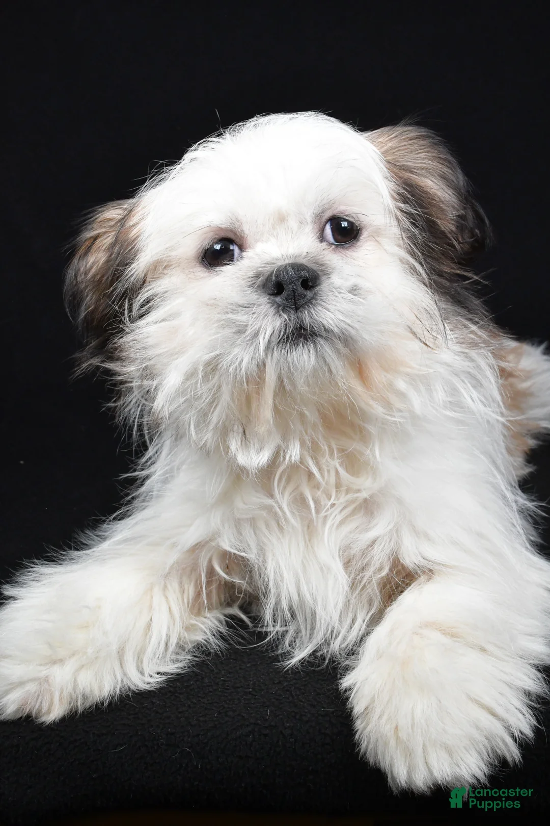 Shih Tzu dogs for sale: Skipper - Ad 1