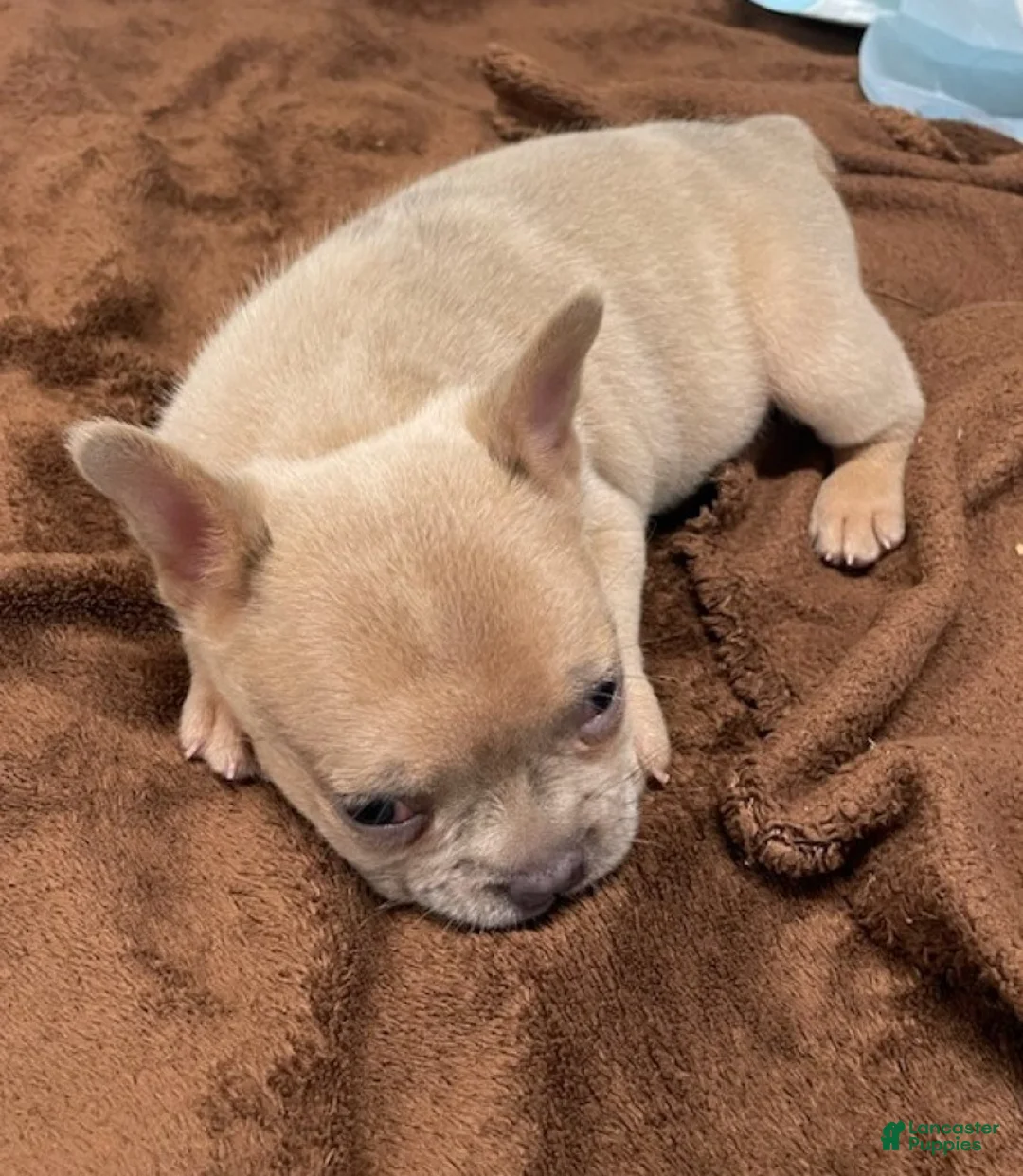 French Bulldog dogs for sale: Patches - Ad 3