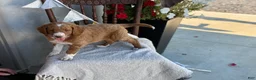 Goldendoodle dogs for sale: Carolina - Ad 5