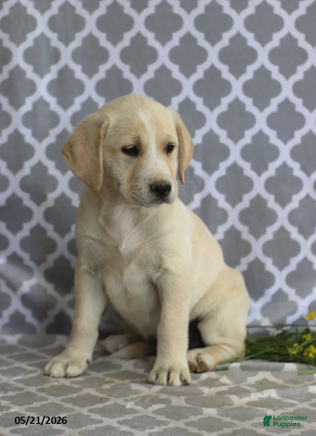 Mixed Breed dogs for sale: Rachel - Ad 2