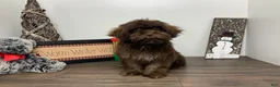 Shihpoo dogs for sale: Teddy - Ad 4
