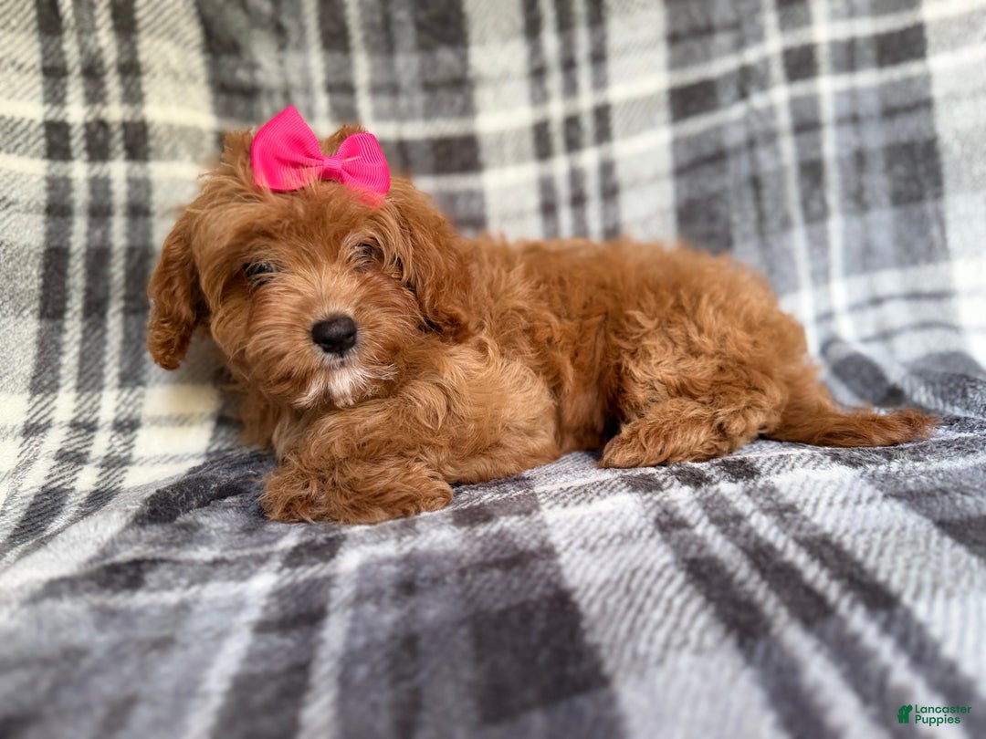 Cavapoo dogs for sale: Raven - Ad 10