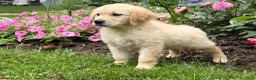 Golden Retriever dogs for sale: Margarita  - Ad 7