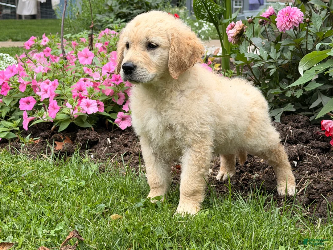 Golden Retriever dogs for sale: Margarita  - Ad 7