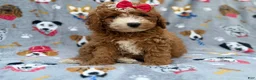 Mini Goldendoodle dogs for sale: Lucy - Ad 2