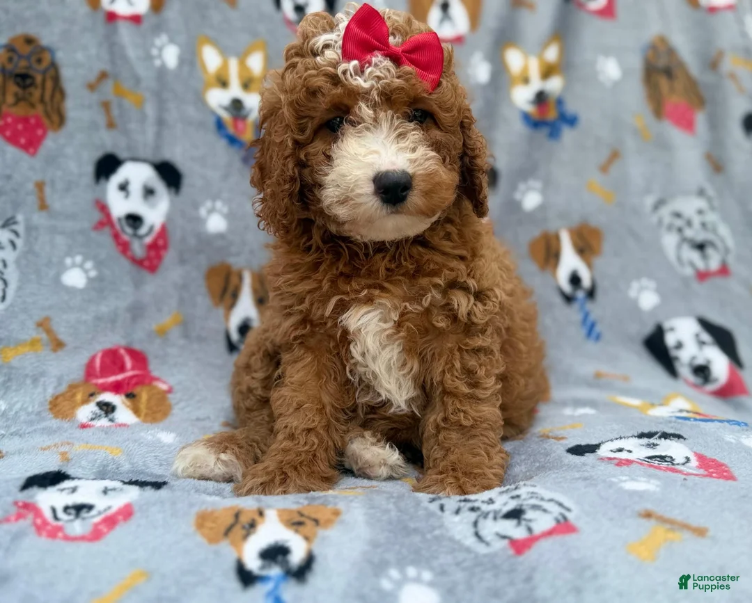 Mini Goldendoodle dogs for sale: Lucy - Ad 2