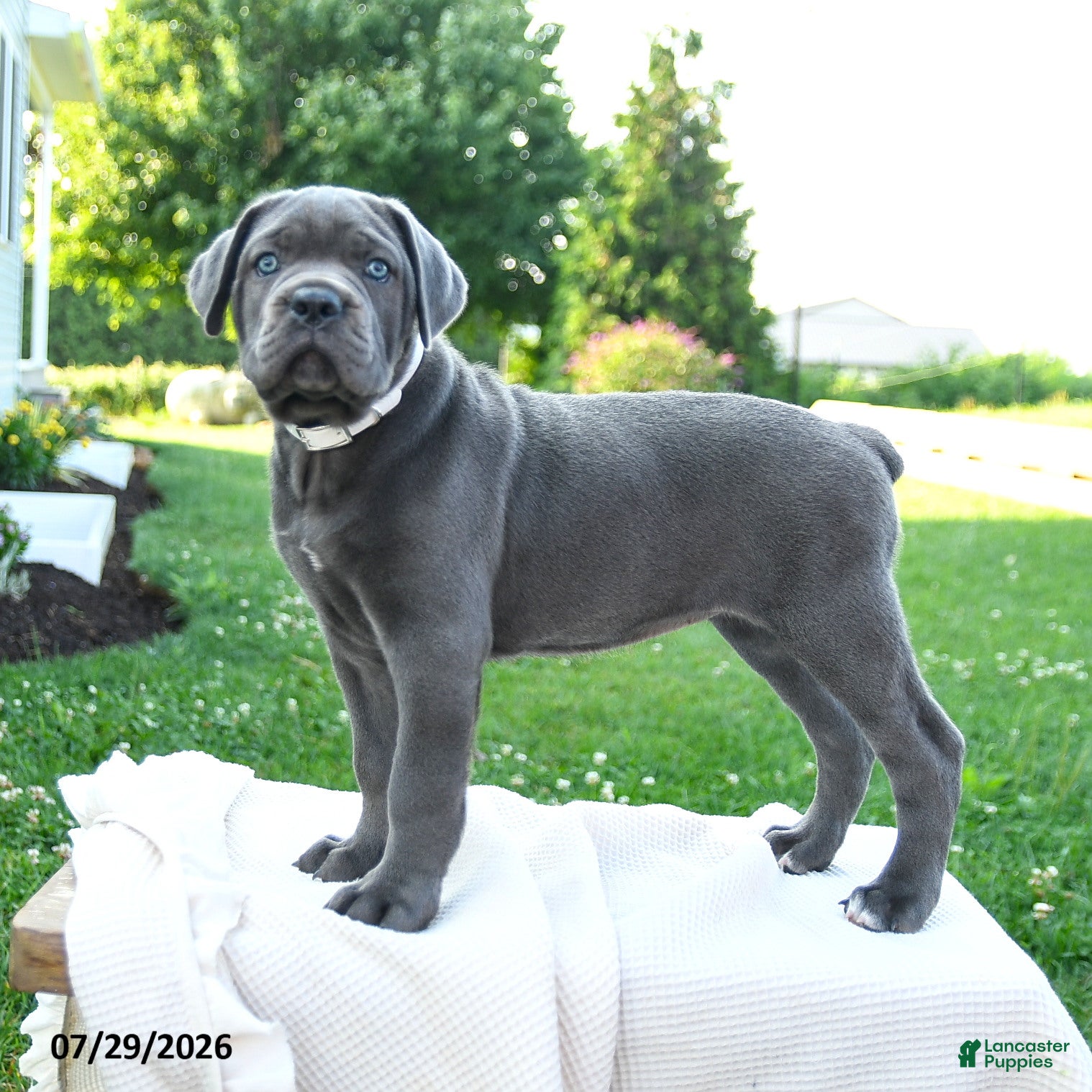 Cane Corso dogs Kira - Ad 1