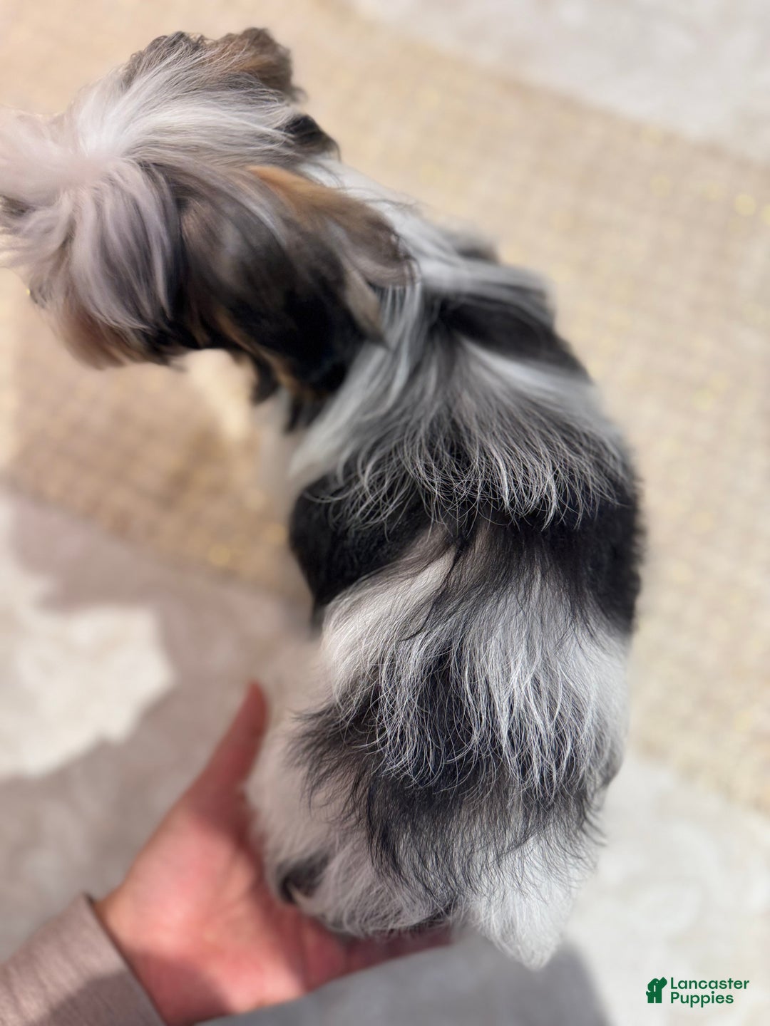 Morkie dogs for sale: Denis - Ad 3