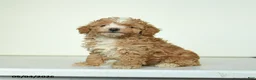 Miniature Poodle dogs for sale: Benny - Ad 4
