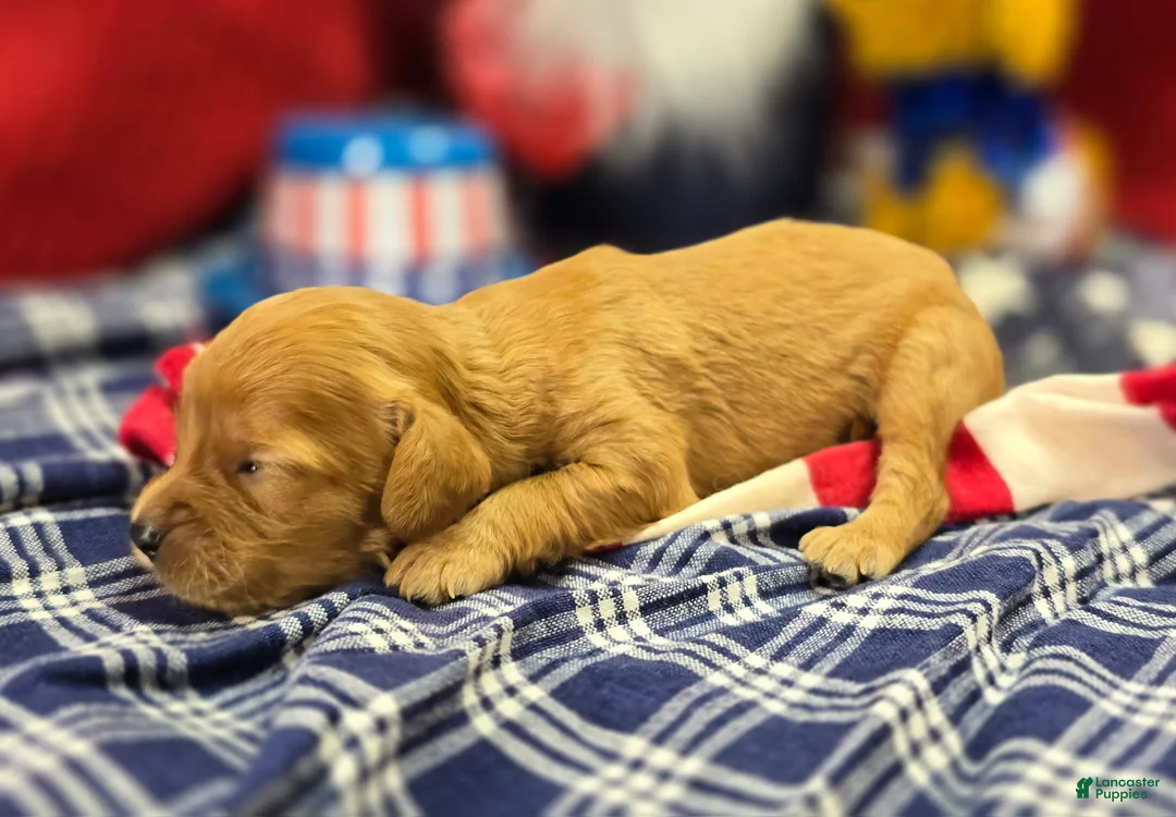 Cavapoo dogs for sale: Beau - Ad 2