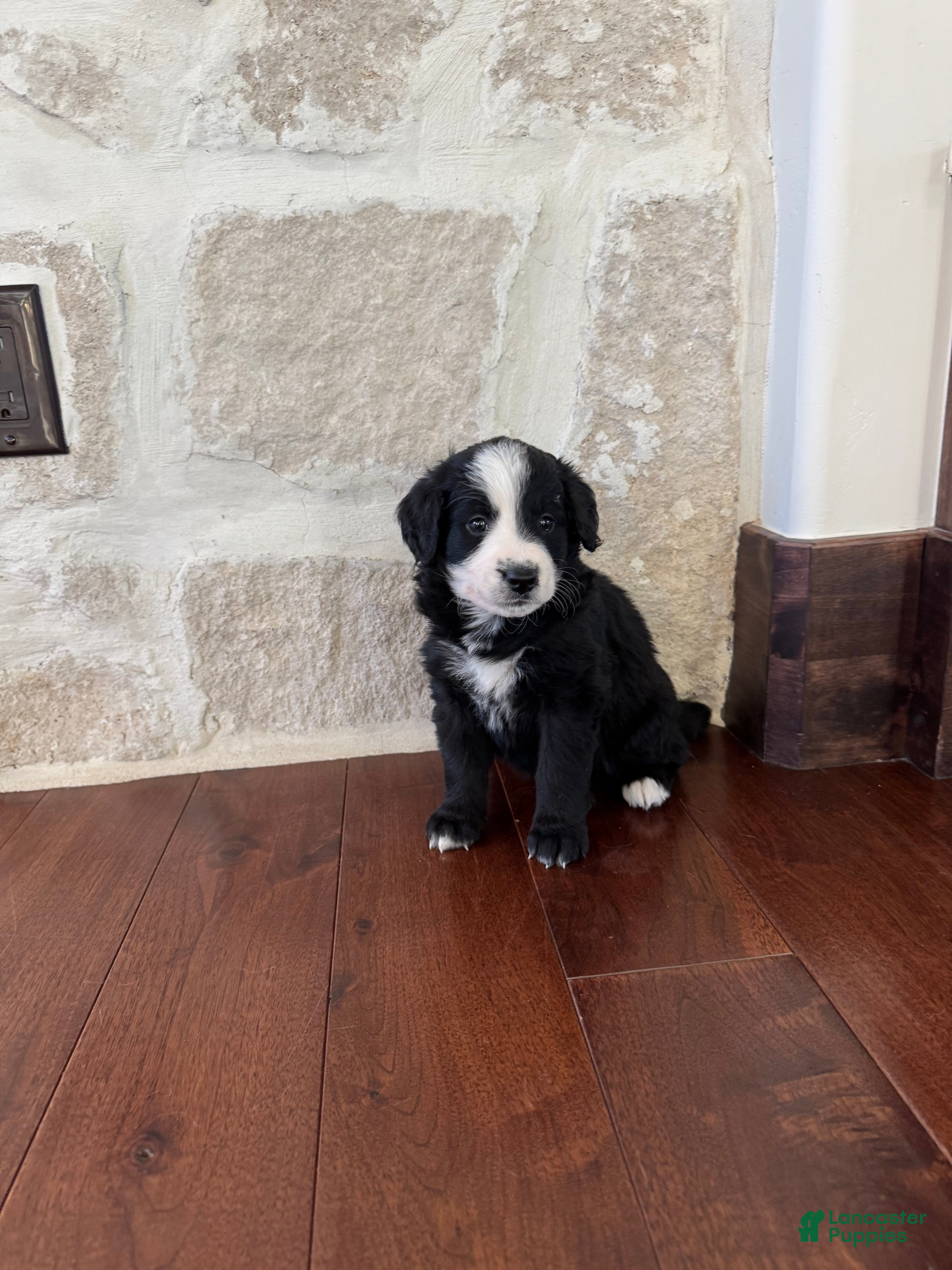 Mixed Breed dogs Fable - Ad 1